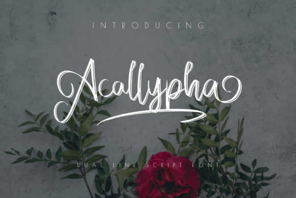 Acallypha: A Delicate Script Font for Digital Branding
